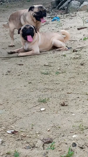 6-12 months Male Purebred Pug