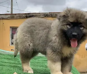 1-3 months Male Purebred Caucasian Shepherd