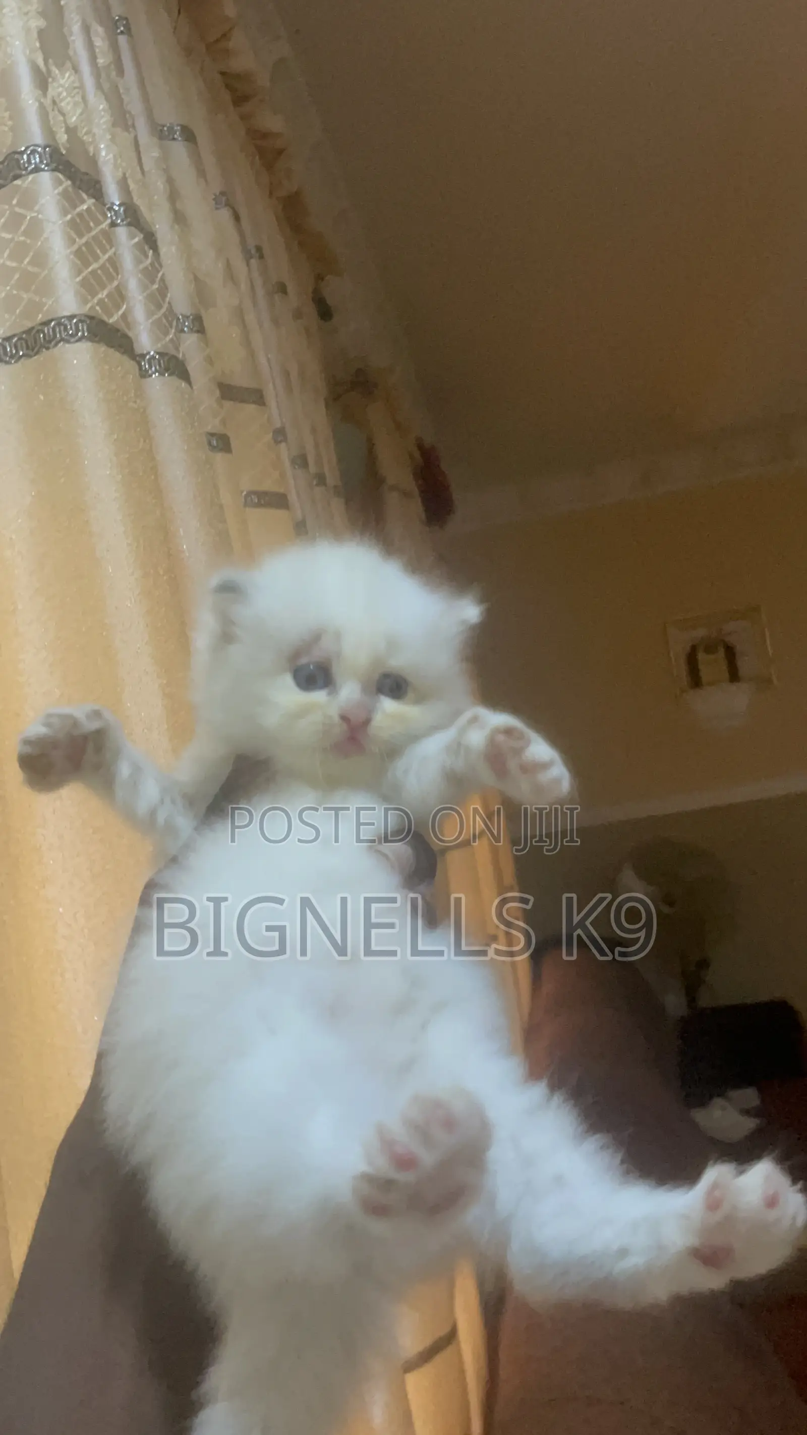 1-3 months Female Purebred Persian