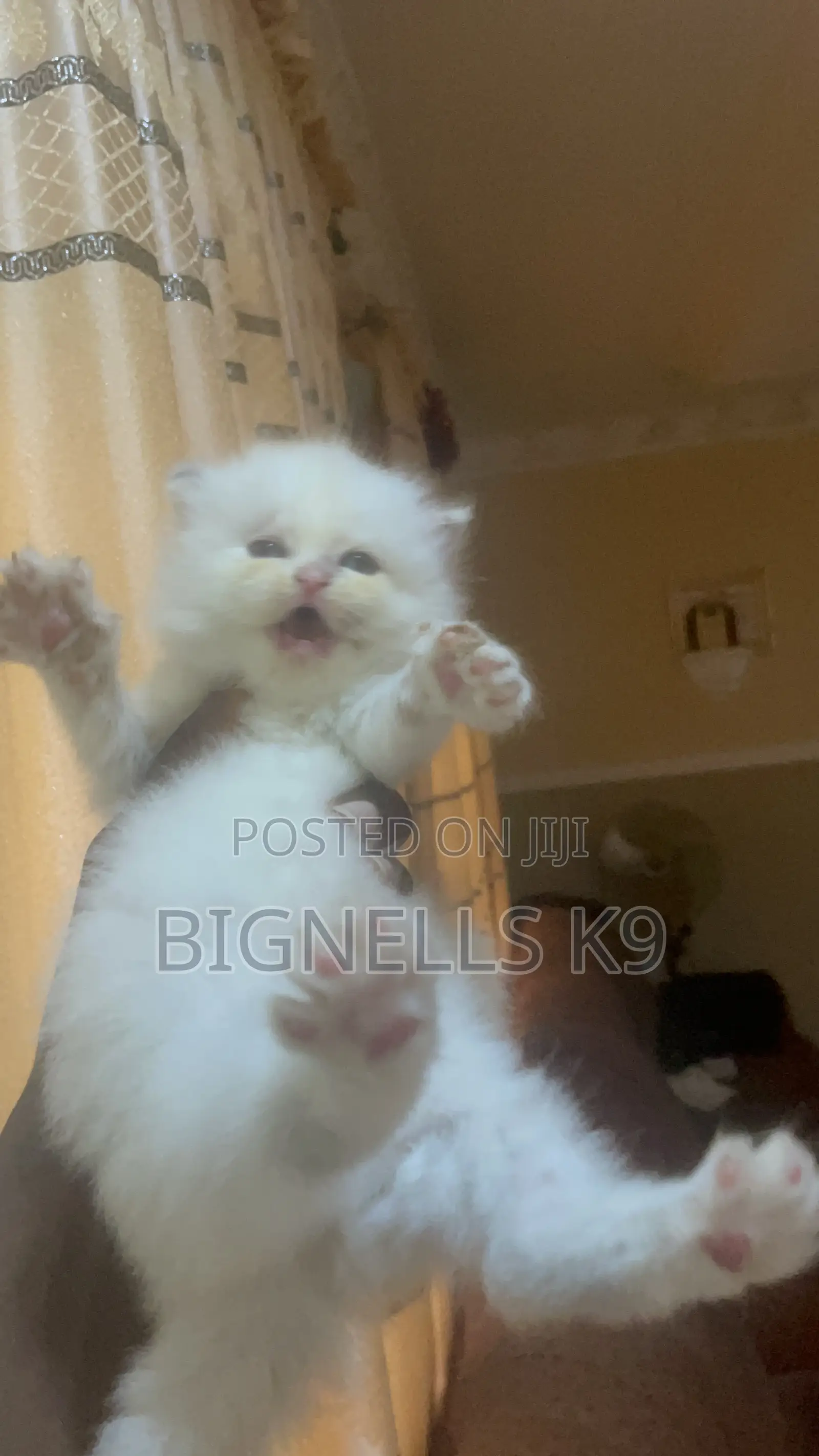 1-3 months Female Purebred Persian