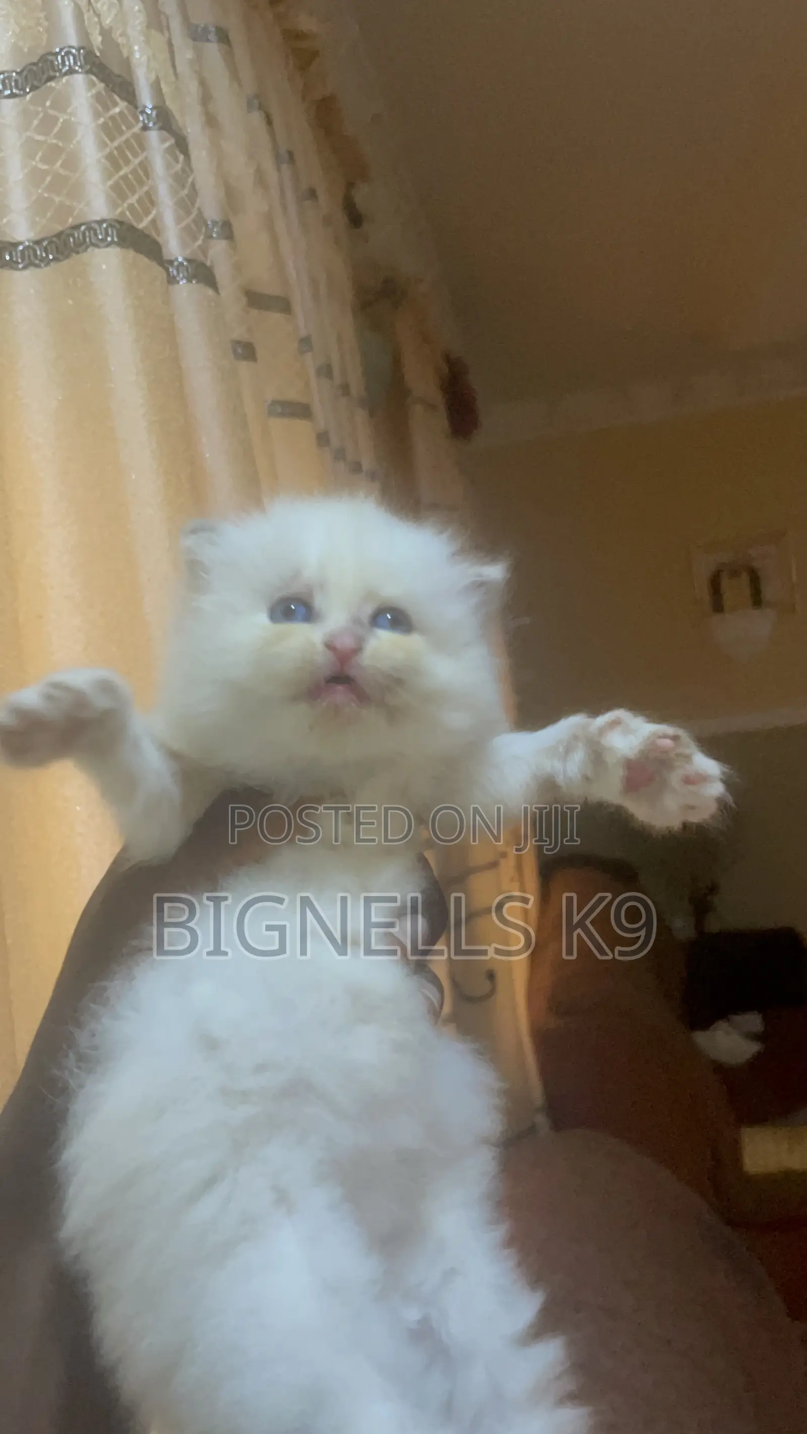 1-3 months Female Purebred Persian