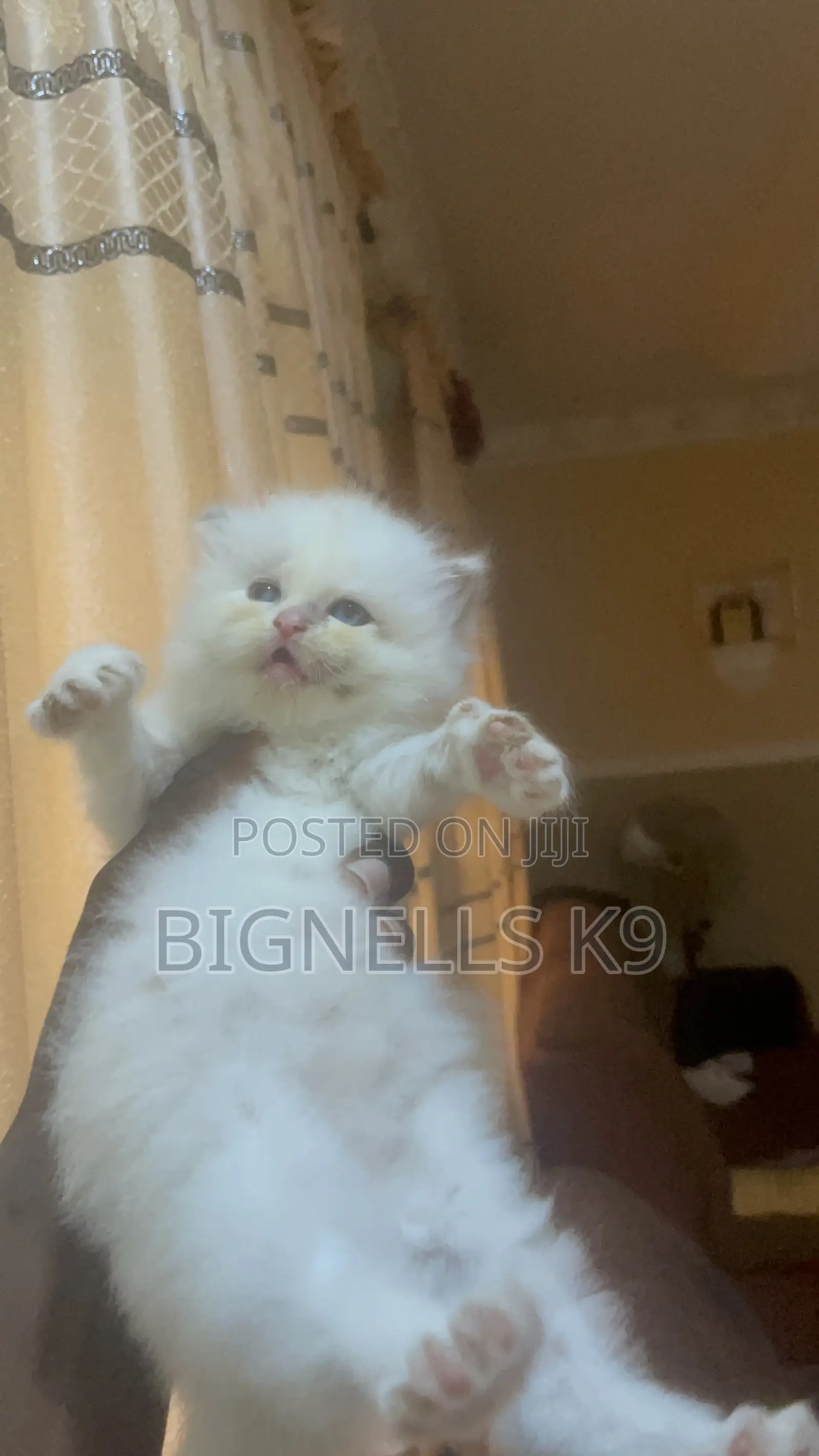 1-3 months Female Purebred Persian