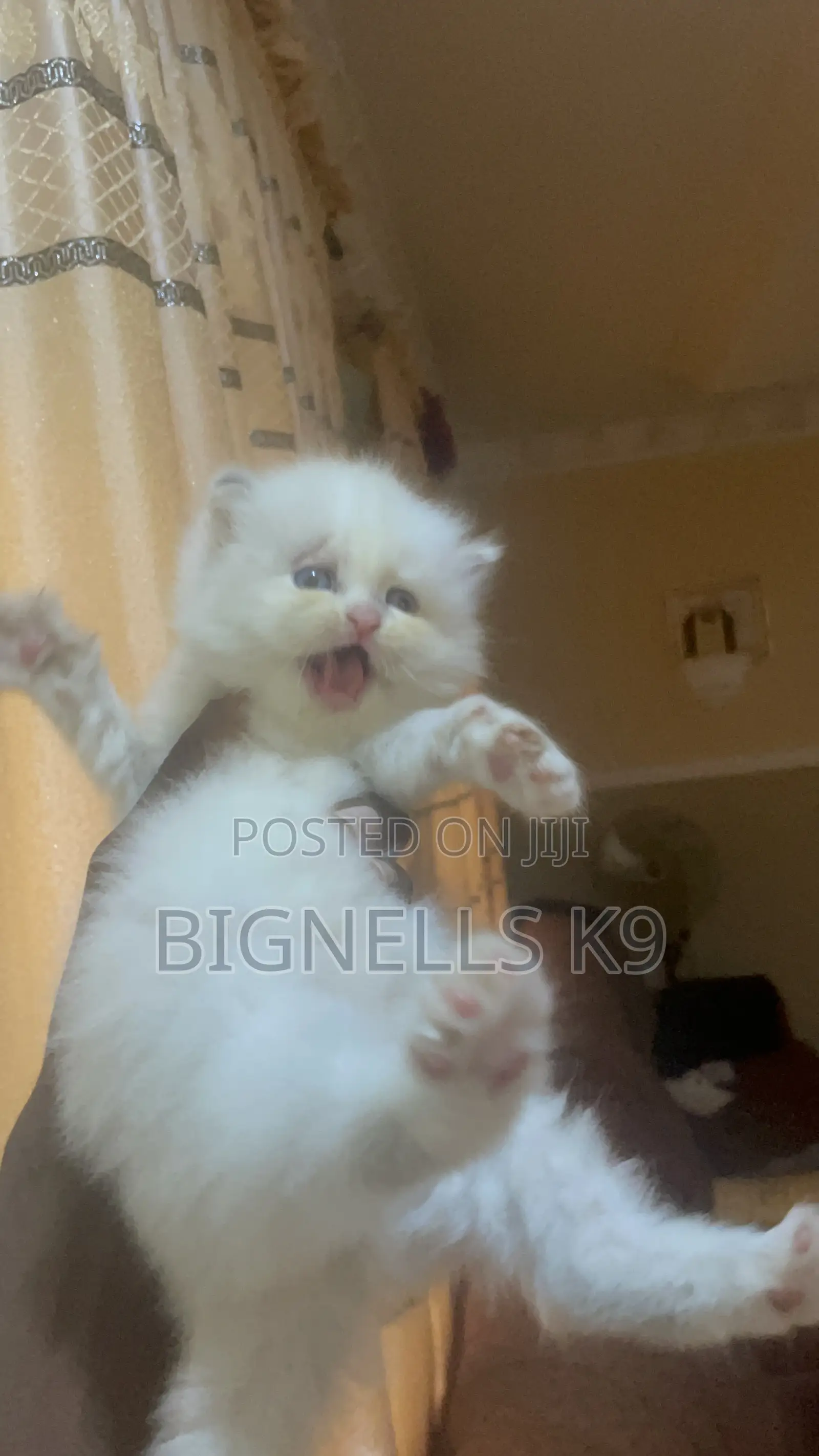 1-3 months Female Purebred Persian