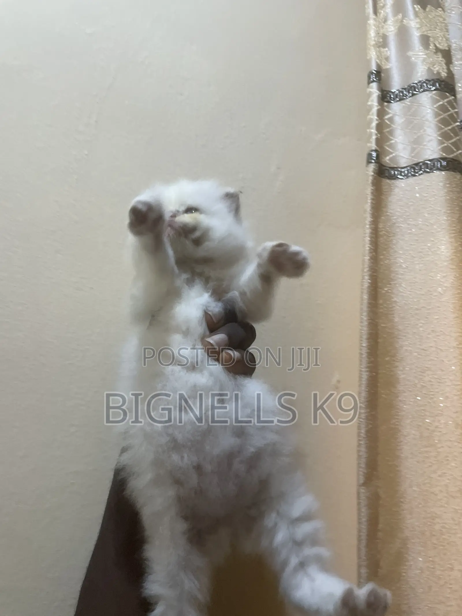 1-3 months Female Purebred Persian