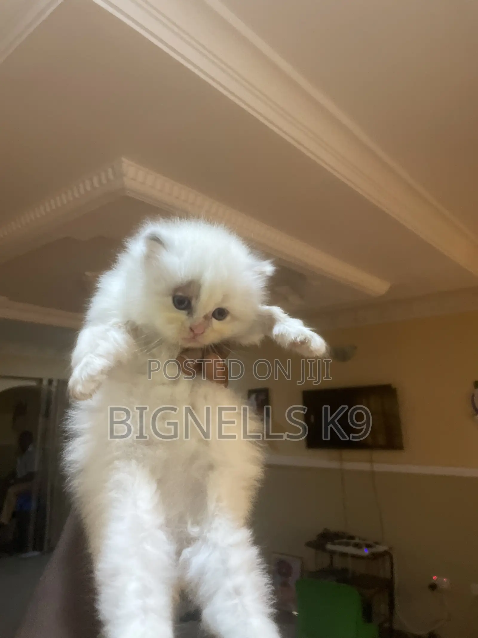 1-3 months Female Purebred Persian