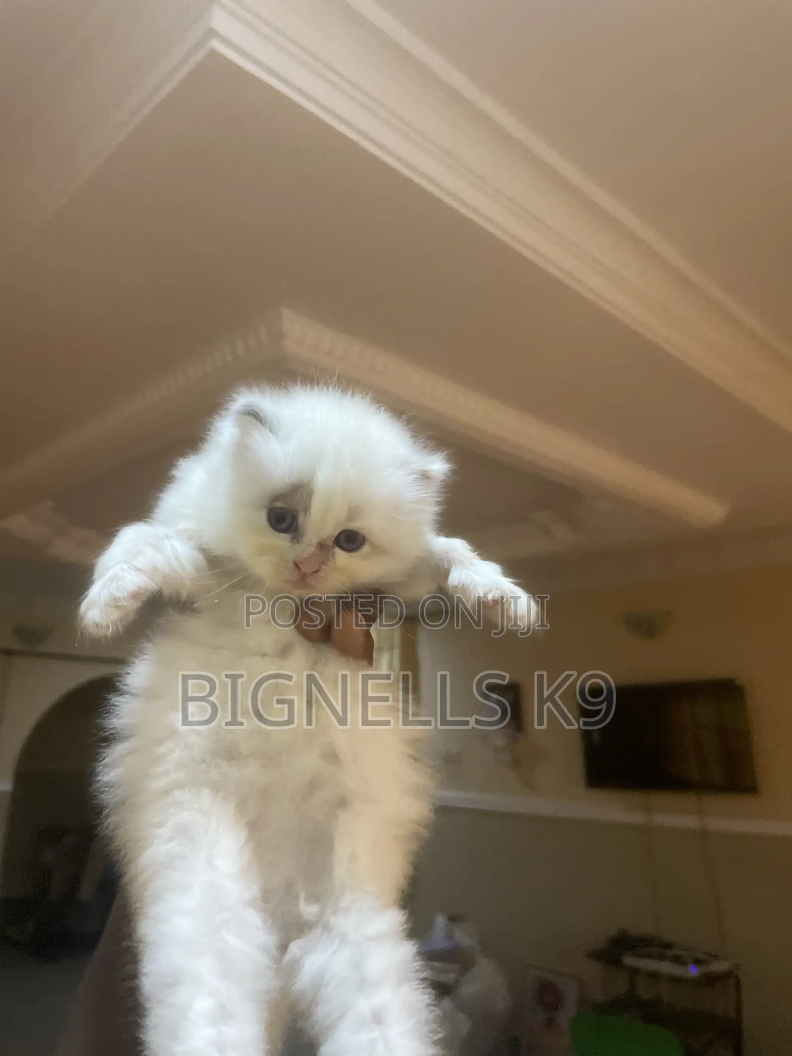 1-3 months Female Purebred Persian