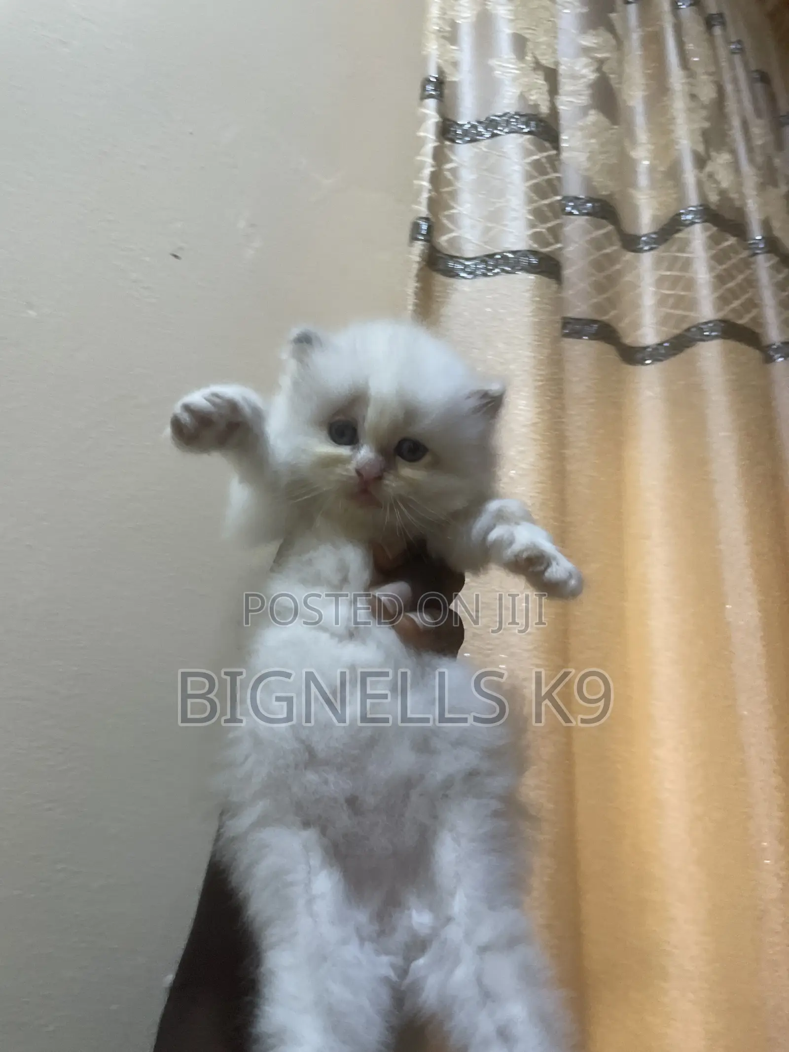 1-3 months Female Purebred Persian