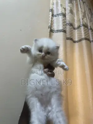 1-3 months Female Purebred Persian