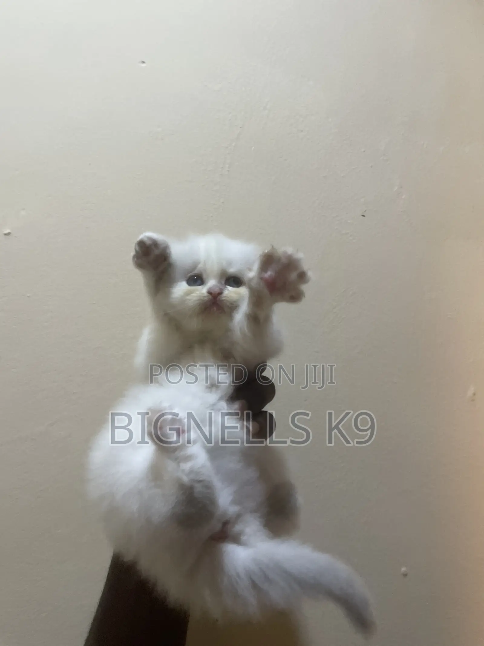 1-3 months Female Purebred Persian