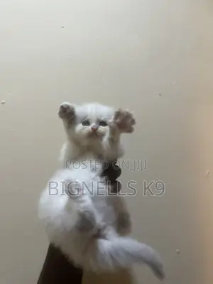 1-3 months Female Purebred Persian