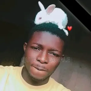 Over 50 Plus Bunnies for Sale ( Rabbit ) Currently Available