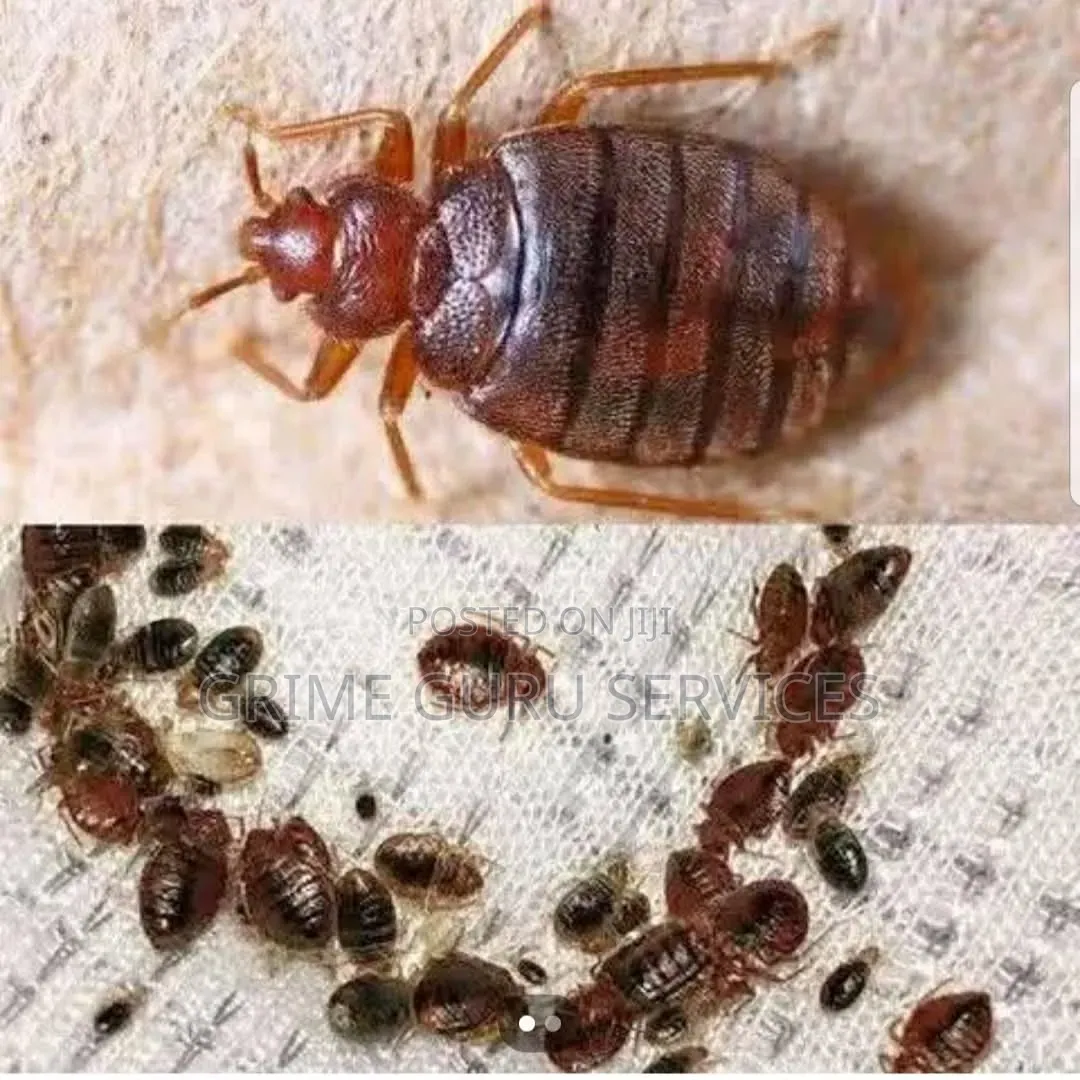Bedbug Treatment
