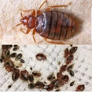 Bedbug Treatment