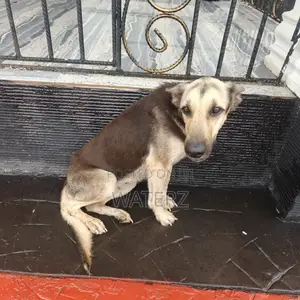 1+ year Female Purebred German Shepherd