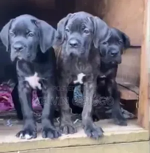 1-3 months Female Purebred Cane Corso
