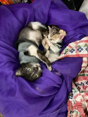 1-3 months Male Mixed Breed Cat