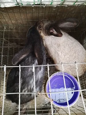 About to Cross Rabbits