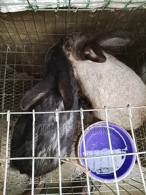 About to Cross Rabbits