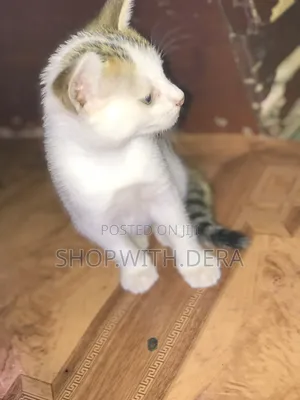 1-3 months Male Mixed Breed Cat