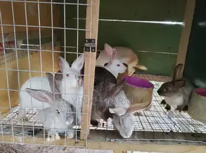 Rabbit Post Werner's