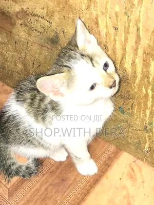 1-3 months Female Mixed Breed Cat