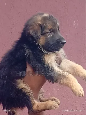 1-3 months Male Purebred Boerboel