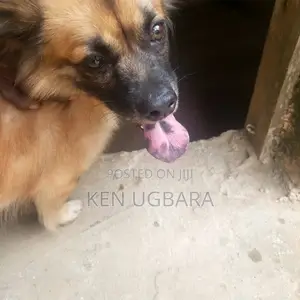 1+ year Male Mixed Breed Pomeranian