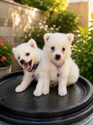 1-3 months Female Purebred American Eskimo