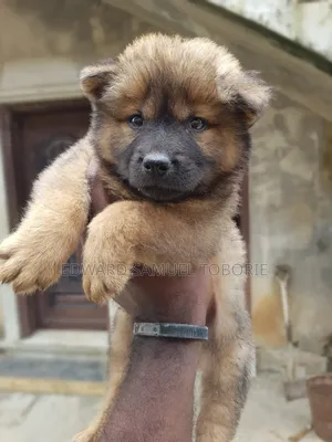 1-3 months Female Purebred Chow Chow