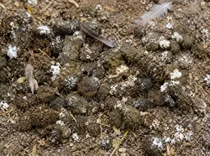 Manure Fertilizer Chicken Waste