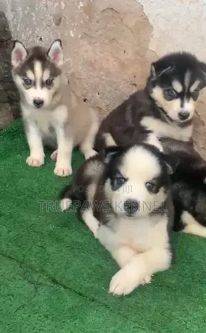 1-3 months Female Purebred Siberian Husky