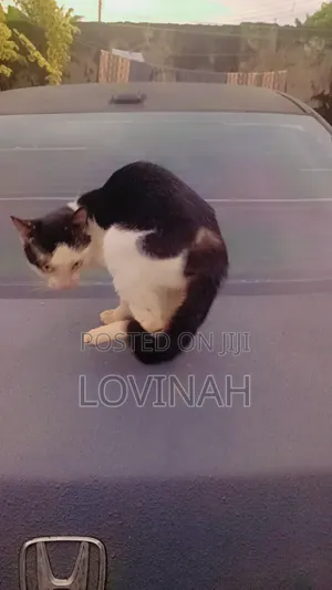 3-6 months Male Purebred Cat