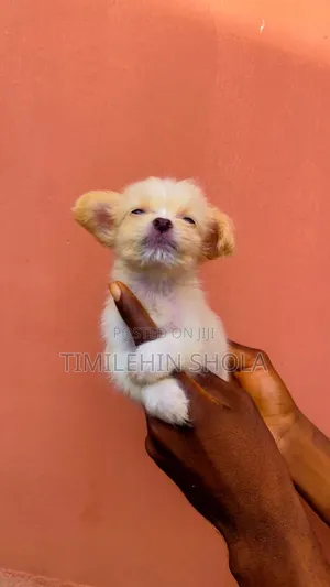 1-3 months Female Purebred Lhasa Apso