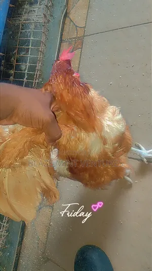 Old Layers Chickens (Spent Layers)