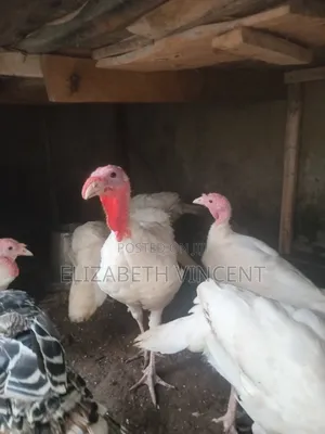 Local Turkey