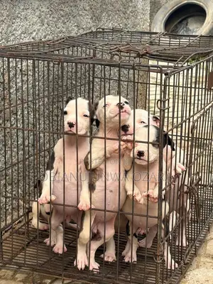 1-3 months Female Purebred American Pit Bull Terrier