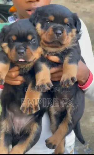1-3 months Male Purebred Rottweiler