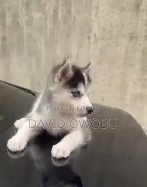 1-3 months Male Purebred Siberian Husky