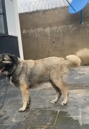 1+ year Female Purebred Caucasian Shepherd