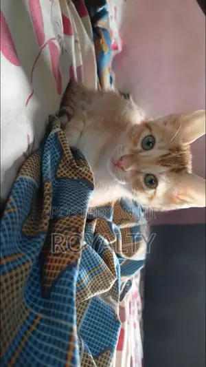 0-1 month Male Purebred British Shorthair