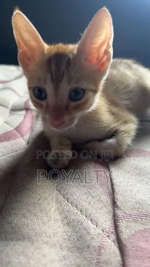 3-6 months Female Purebred American Shorthair