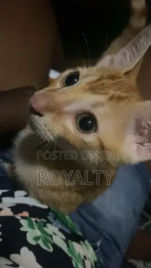 3-6 months Female Purebred American Shorthair