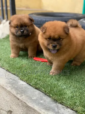 1-3 months Female Purebred Chow Chow