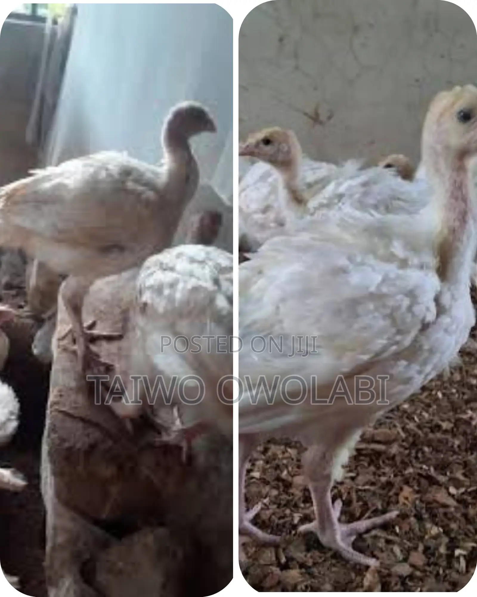Imported/Foreign Turkey
