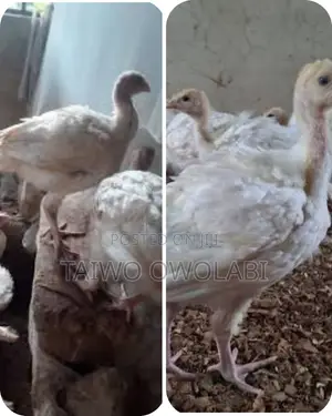 Imported/Foreign Turkey