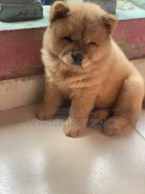 1-3 months Male Purebred Chow Chow