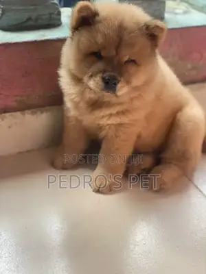 1-3 months Male Purebred Chow Chow