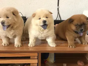 1-3 months Female Purebred Chow Chow
