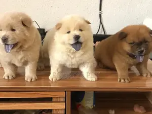1-3 months Female Purebred Chow Chow