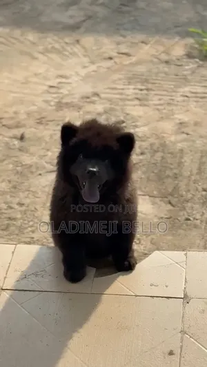 1-3 months Female Purebred Chow Chow